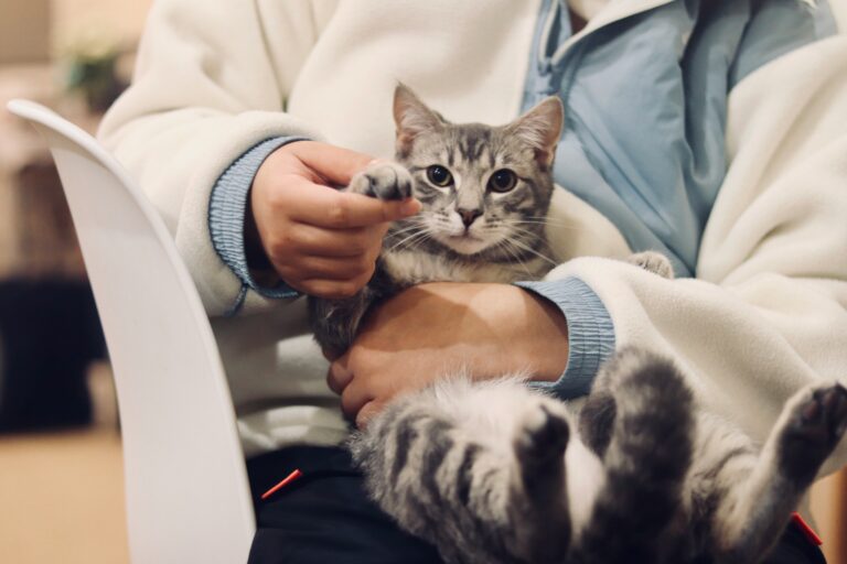 Stock vet photo