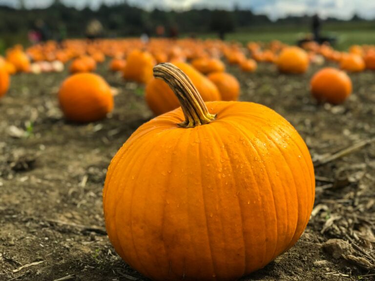 Pumpkin (stock photo)