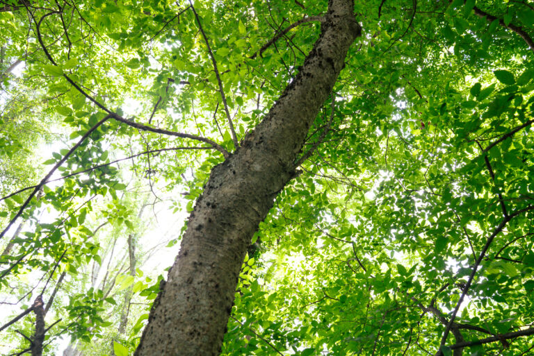Celtis occidentalis, commonly known as the hackberry, one of the trees in the Janice Hamilton Haldeman Arboretum at Erskine