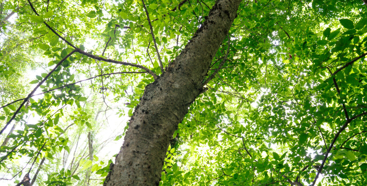 Celtis occidentalis, commonly known as the hackberry, one of the trees in the Janice Hamilton Haldeman Arboretum at Erskine