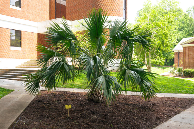 Sabal palmetto