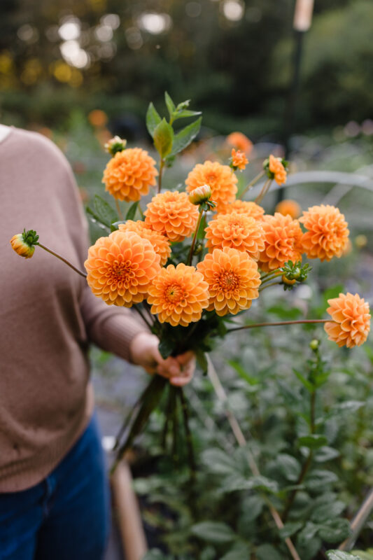 A bouquet of dahlias