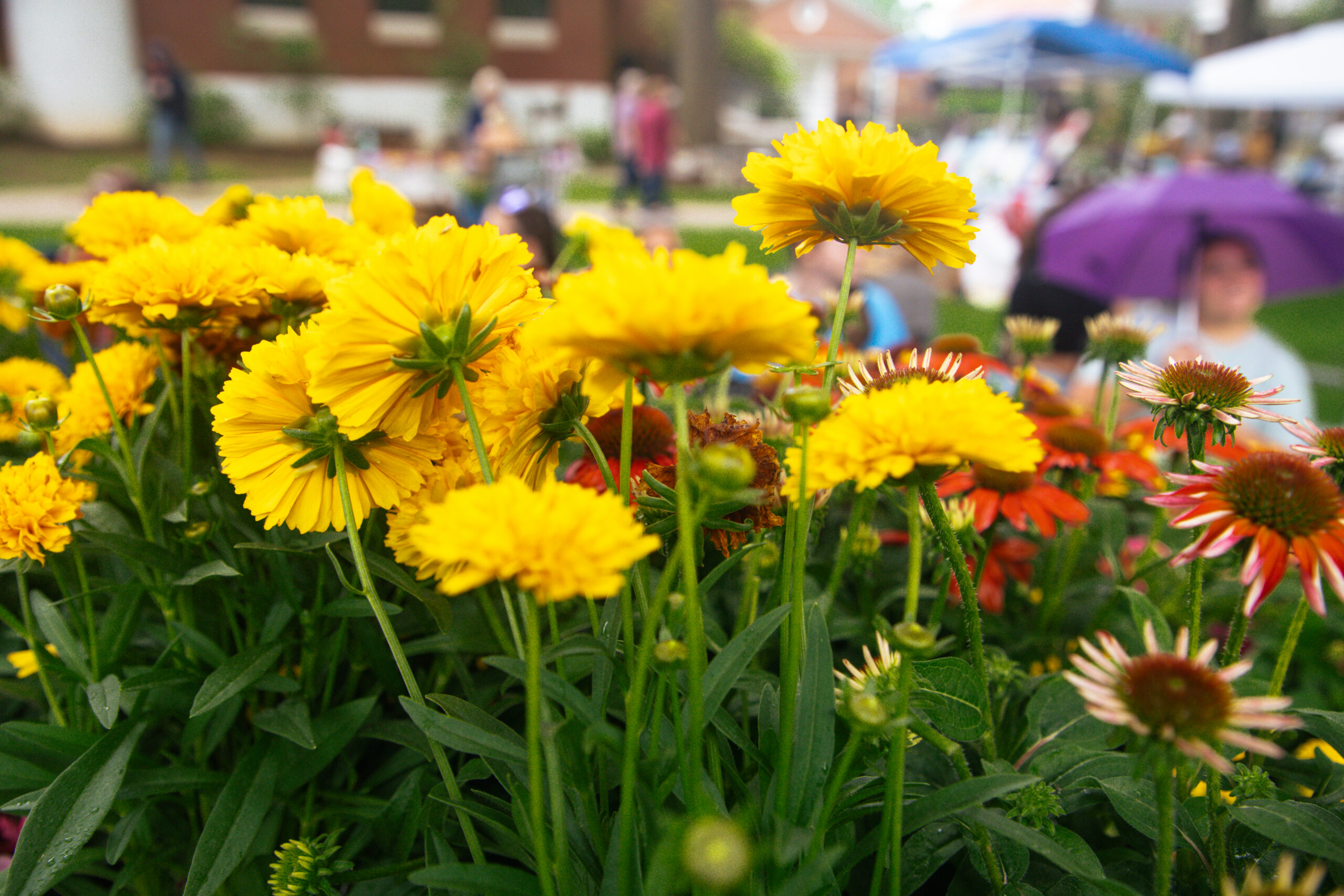 Bright flowers at the Erskine Flower & Garden Show