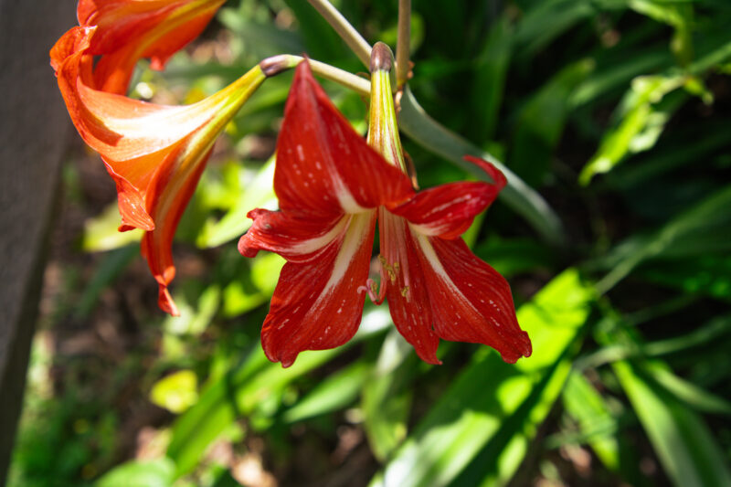 Garnet daylily